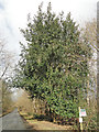 Holly tree beside the B1078 and FRP 22 near Chillesford in Rendlesham & Orford Ward