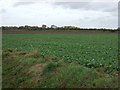 Crop field north of Corner Farm in PE20 3SR