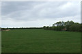 Grazing, Bridge Farm in TA9 4BT