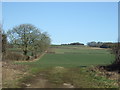 Crop field and hedgerow, Great Houndale in YO25 4LF