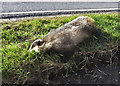Dead badger, near Barrow in DN19 7EE