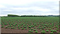 Potato field near Stableford in Shropshire in WV15 5NB