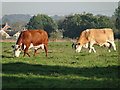 Cows grazing in the late afternoon sunshine in PE32 1JG