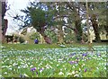 Snowdrops and Crocuses, Welford Park 2015 in RG20 8HU