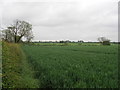 View towards Walgrave Lodge. in Old
