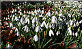 Snowdrops (Galanthus nivalis) in DD8 2RX