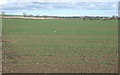 Crop field off Driffield Spellowgate in YO25 3EJ