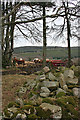 Cattle at Haddo in AB54 6BX