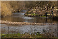 A dog enjoys a swim at the confluence of Bradshaw Brook and the River Tonge in BL3 1RU