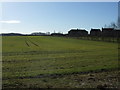 Crop field off the A614 near Kelleythorpe in YO25 9FQ