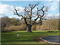 Old oak, Westmorland Park in RG42 3UD