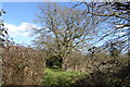 Tree on enclosed footpath in RG2 9UW