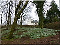 Snowdrops at Crossflatt in KA18 3RT