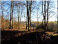 Winter morning sunlight on woodland in Chorleywood South & Maple Cross Ward
