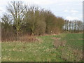Trees shielding arable land from the A12,  Hatfield Peverel in CM3 2DB