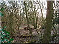 Small wood, Rivenhall End in CM8 3HE