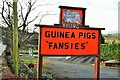 Guinea Pigs "Fansies" in ST13 7BZ