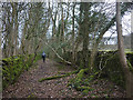 Footpath north of Lime Kiln Wood in LA11 6QP