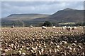 Sheep feeding on a winter root crop in LD3 0TB