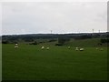 Sheep, Dykeneuk in G75 9DT