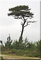 Tall tree on Canford Heath in BH17 9EP