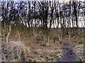 Path Through the Trees, Saltersley Moss in Wilmslow West and Chorley Ward