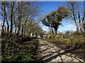 Lane near Uphill in PL17 7PE