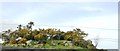 Gorse topped rock outcrop in LL59 5RW