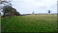 Bales in a field beside Offa's Dyke Path in SY21 8ND