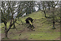 An old woodland area at Thirlspot in St. John's Castlerigg and Wythburn