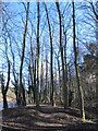 Path in woodland on the south bank of the River Tyne in NE45 5RW