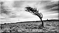 Windswept Tree, Rockcliffe in TS13 4UX