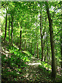 Summer, Hermitage Wood in FK9 4LT