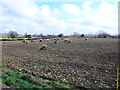Sheep Eating Stubble Turnips in TA18 8PY