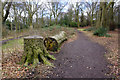 Felled tree by the path in Childwall Woods in L25 6HX