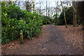 Path through rhododendrons in Childwall Woods in L25 6HX