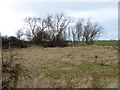 Rough ground near Hobson Hill in High Coniscliffe