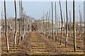 Unused hop garden by Hatches Lane in TN11 0PX