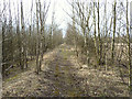 Footpath at Colliers Moss Common, Parr in WA9 4ZG