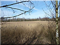 Reed Bed at Colliers Moss Common Nature Reserve in WA9 4ZG
