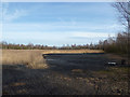 Coal shale/slag and reed bed at Colliers Moss Common in WA9 4ZG