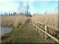 Path across reed marsh at Colliers Moss Common, Parr in WA9 4ZG