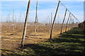Edge of hop field by Hatches Lane in TN11 0JS