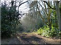 Ashridge Estate - Track through Old Copse in HP4 1LT