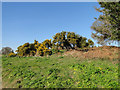 Gorse coming into bloom in IP12 2BQ