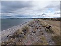 Sea defences, Findhorn in IV36 3YJ