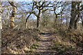 Path at edge of woodland in RG27 0FD