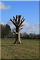 Dead tree in parkland, Beningbrough Hall in YO30 1BY