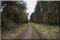 Track in Stapleford Wood in NG24 2QZ