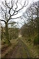 Tree lined track to Low Horcum in YO18 7NW